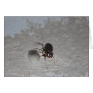 Itsy Bitsy Spider #2 Hälsningskort