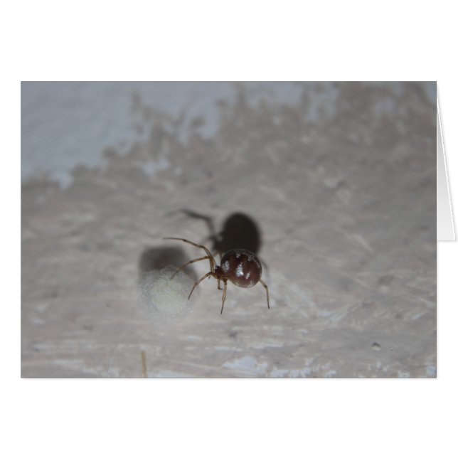 Itsy Bitsy Spider #2 Hälsningskort (Framsidan Horizontal)