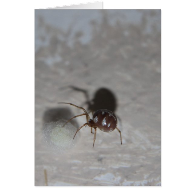 Itsy Bitsy Spider #2 Hälsningskort (Framsidan)