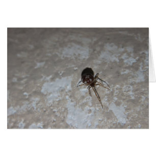 Itsy Bitsy Spider #3 Hälsningskort