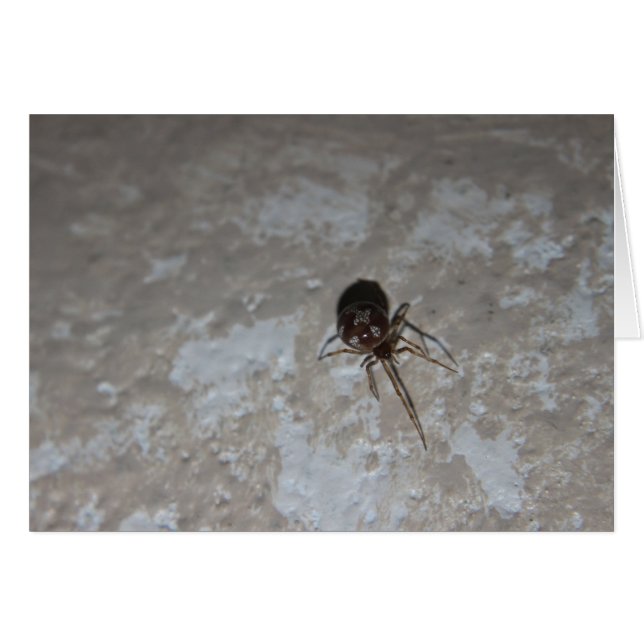 Itsy Bitsy Spider #3 Hälsningskort (Framsidan Horizontal)