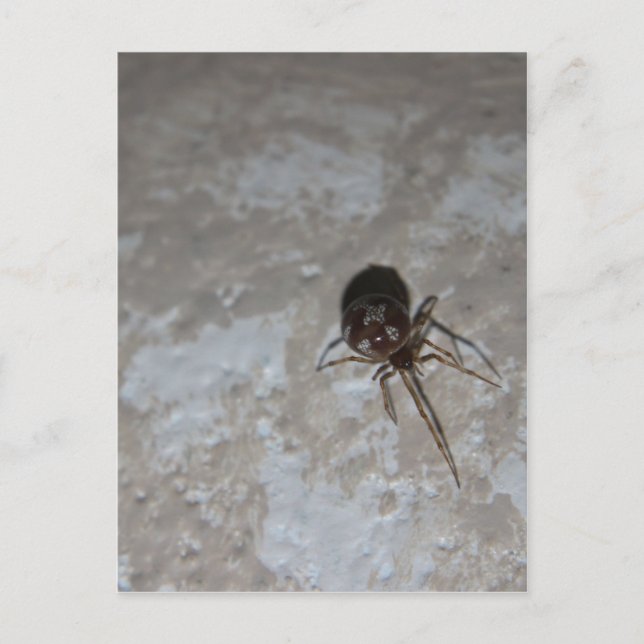 Itsy Bitsy Spider #3 Vykort (Framsida)