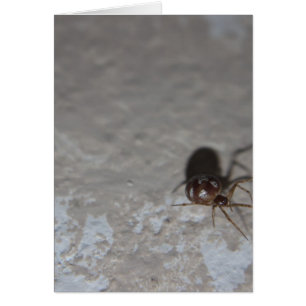 Itsy Bitsy Spider Hälsningskort