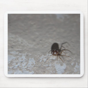 Itsy Bitsy Spider Musmatta