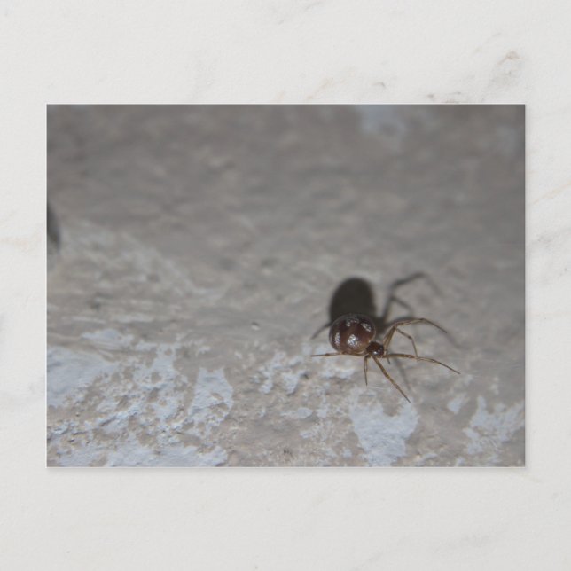 Itsy Bitsy Spider Vykort (Framsida)