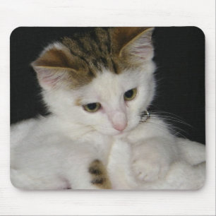ITTY BITTY KATTUNGE ALL I VITT MUSMATTA