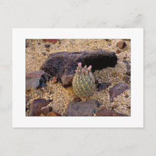 "Itty Bitty trumma Catus ", Vykort