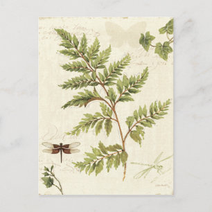 Ivies och Ferns Vykort