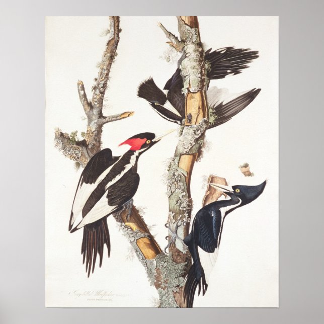 Ivory-billed Woodpecker, 1829, (utskrift) Poster (Framsidan)