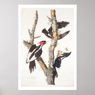Ivory-billed Woodpecker, 1829, (utskrift) Poster