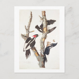 Ivory-billed Woodpecker, 1829, (utskrift) Vykort