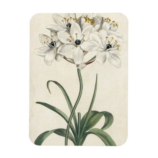 Ivory Garden Magnet (Vertikal)