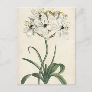 Ivory Garden Vykort