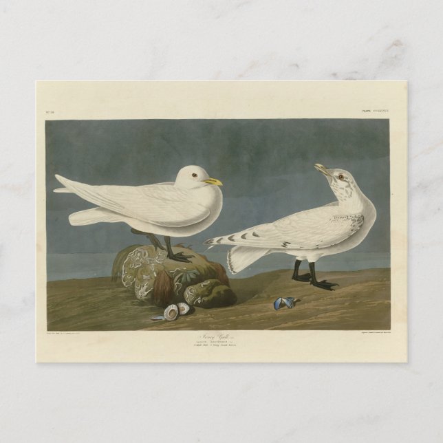 Ivory Gull - John James Audubon's Birds of America Vykort (Framsida)