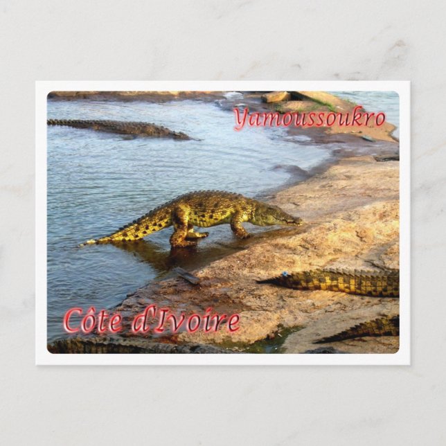 Ivory Kusten - Yamoussoukro - Vykort (Framsida)