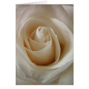 Ivory Vit ros Flower Hälsningskort