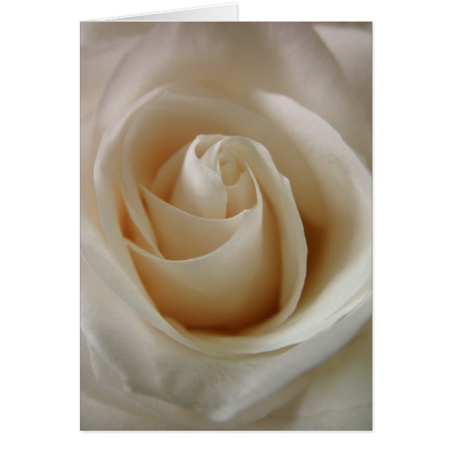 Ivory Vit ros Flower Hälsningskort (Framsidan)