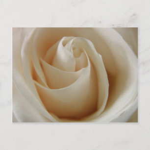 Ivory Vit ros Flower Vykort