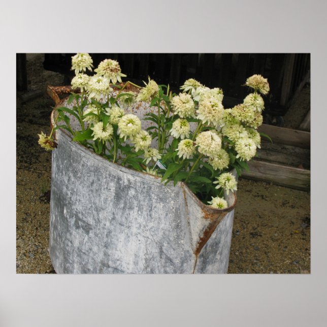 Ivory Zinnias Poster (Framsidan)