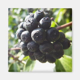 Ivy Berries Magnet