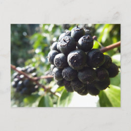 Ivy Berries vykort
