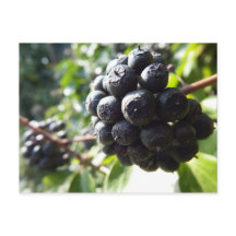 Ivy Berries vykort