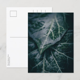 Ivy Blommigt Nature Photo Vykort