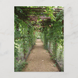 Ivy Covered Walkway Vykort