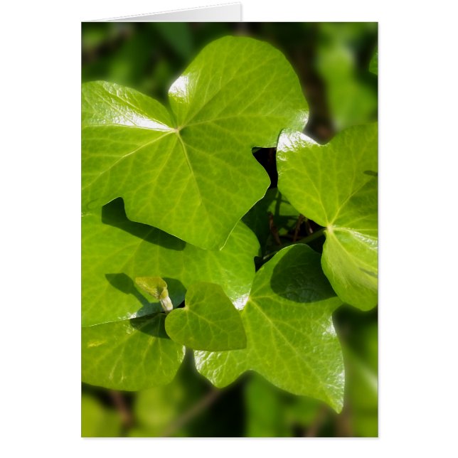 ivy i sol hälsningskort (Framsidan)