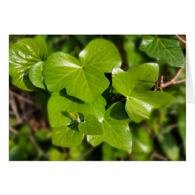 ivy i sol hälsningskort (Framsidan Horizontal)