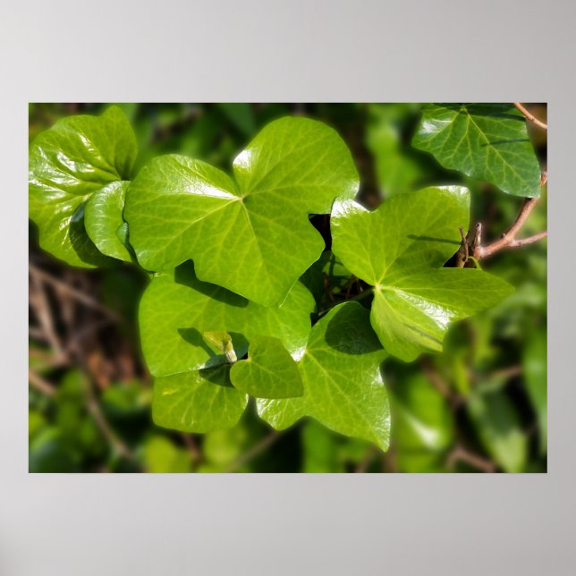 ivy i sol poster (Framsidan)
