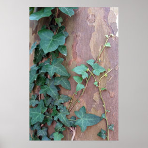 ivy i träd poster