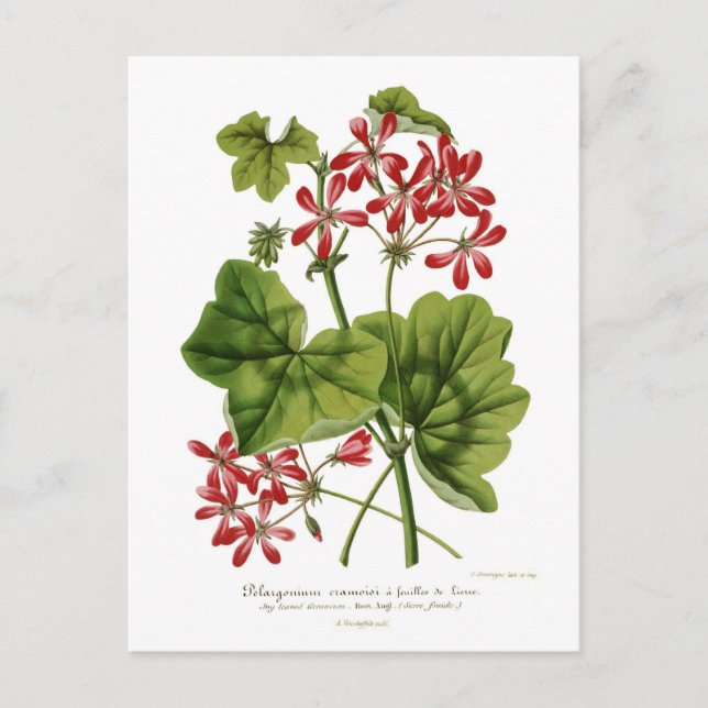 Ivy-löv Geranium Vykort (Framsida)