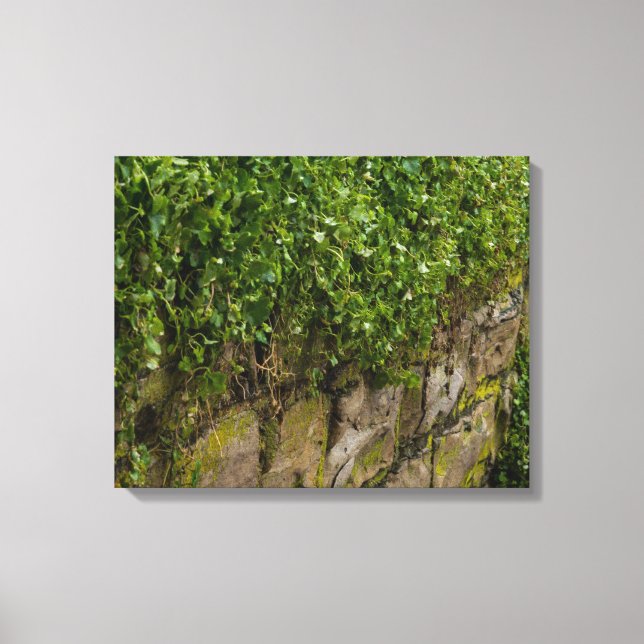 Ivy-muren Canvastryck (Framsida)