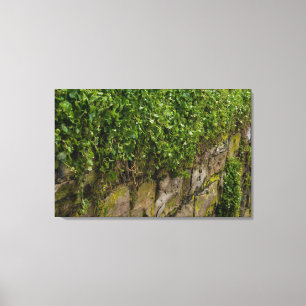 Ivy-muren Canvastryck