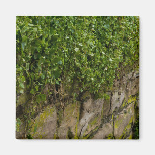 Ivy-muren Magnet