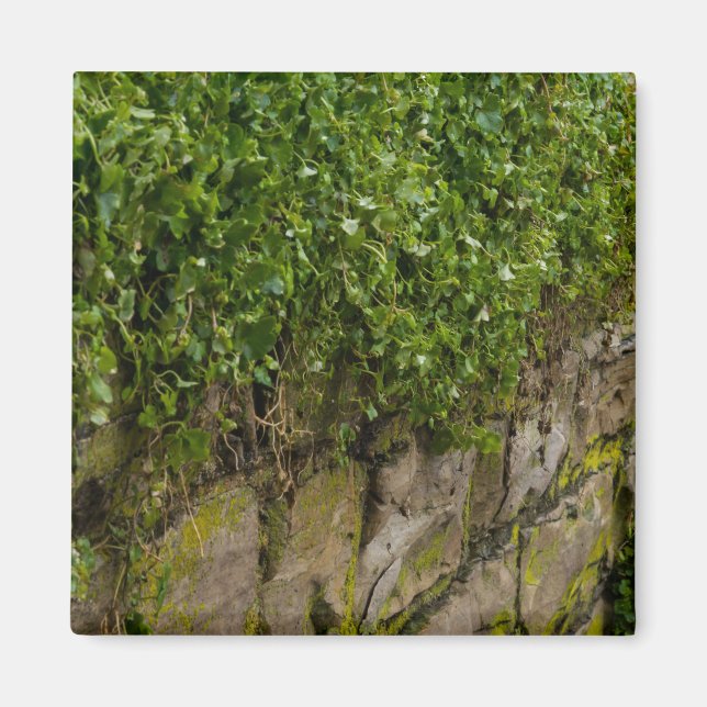 Ivy-muren Magnet (Framsidan)