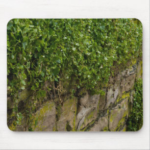Ivy-muren Musmatta