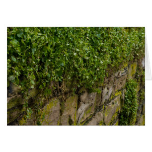 Ivy-muren OBS Kort