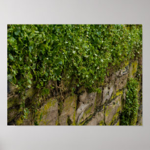 Ivy-muren Poster