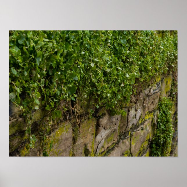 Ivy-muren Poster (Framsidan)