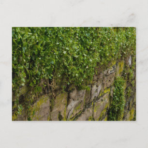 Ivy-muren Vykort
