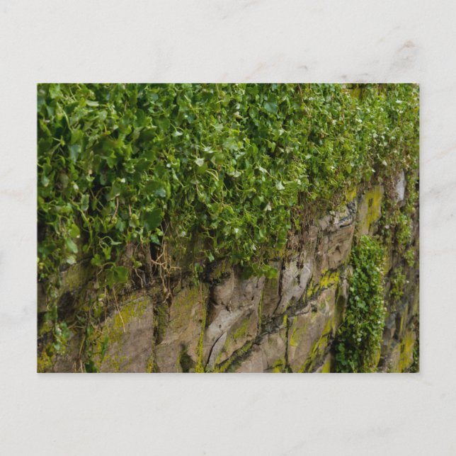 Ivy-muren Vykort (Framsida)