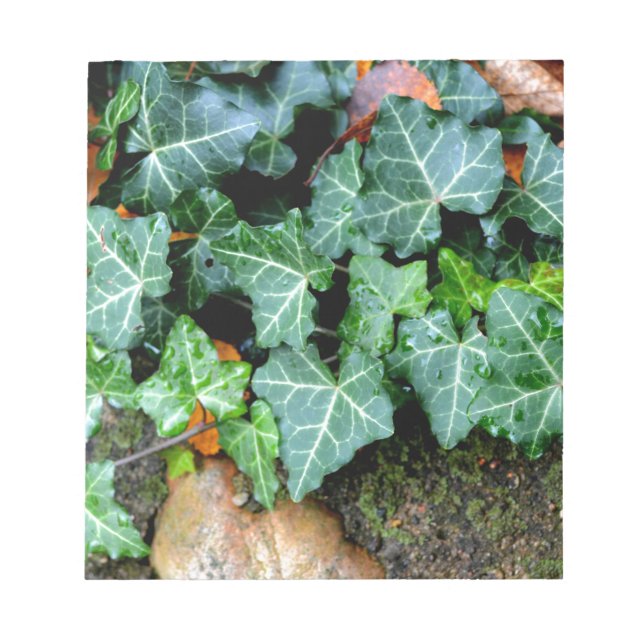 Ivy och fält-sten anteckningsblock (Framsida)