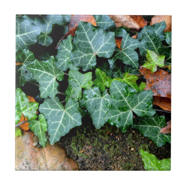 Ivy och fält-sten kakelplatta (Framsidan)