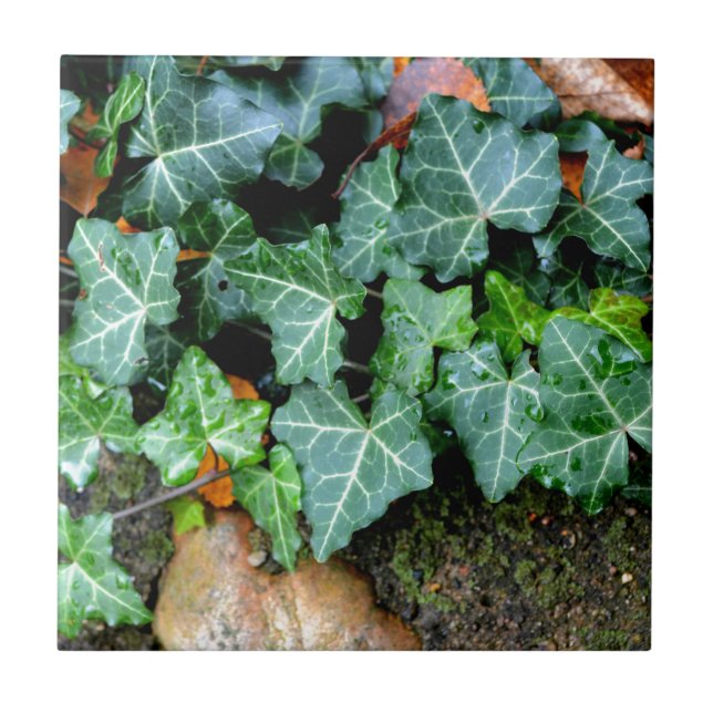 Ivy och fält-sten kakelplatta (Framsidan)