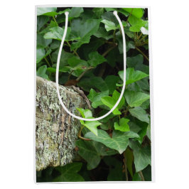 Ivy och Lichens - Martha's Vineyard