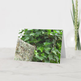 Ivy och Lichens - Martha's Vineyard Kort