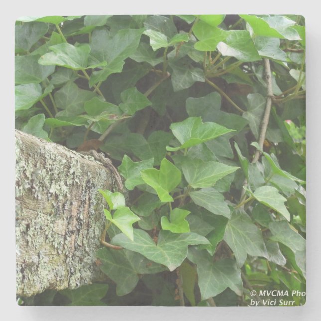 Ivy och Lichens - Martha's Vineyard Stenunderlägg (Framsidan)