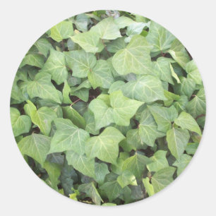 Ivy Runt Klistermärke